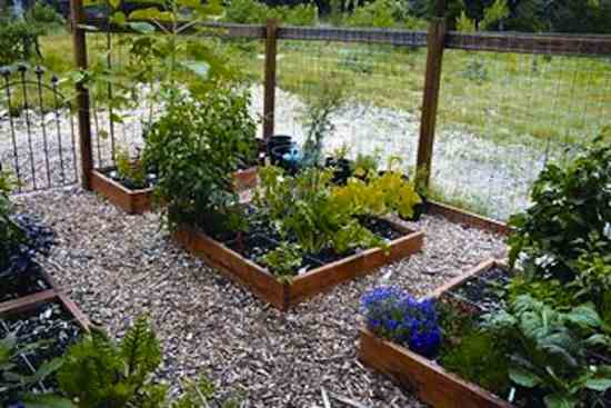 Nutritious soil and tight planting creates a bountiful harvest this “square-foot” garden.